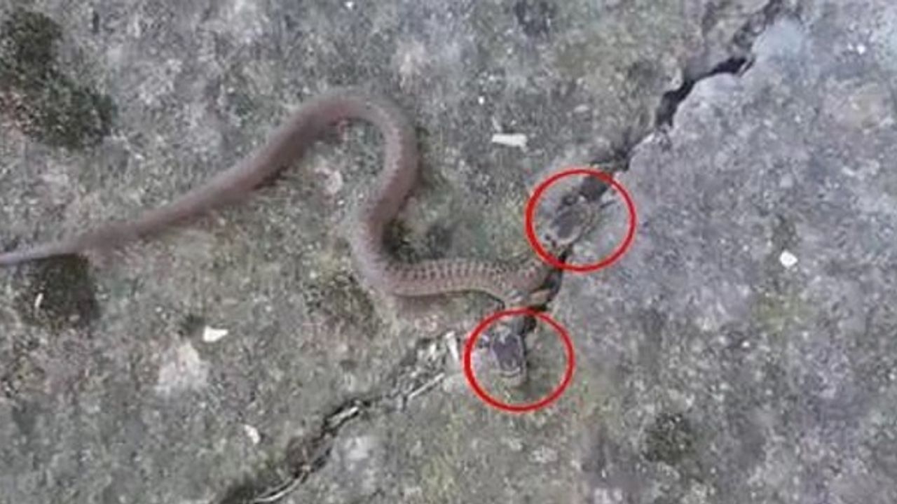 Çift başlı yılan görüldü