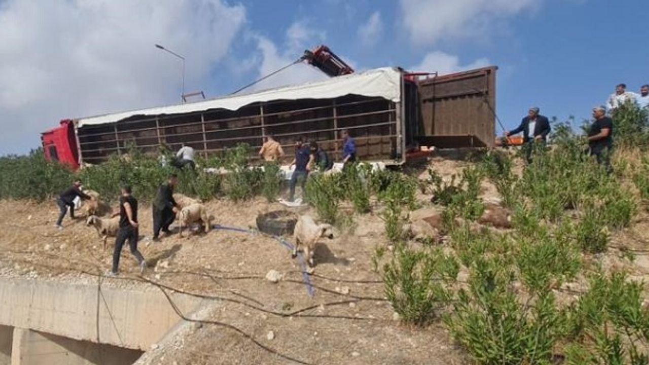 Urfa’da koyun yüklü TIR devrildi: 80 koyun öldü