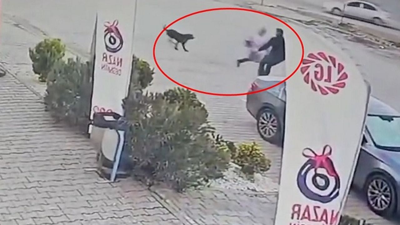 Diyarbakır’da bir sokak köpeği çocuğa saldırdı