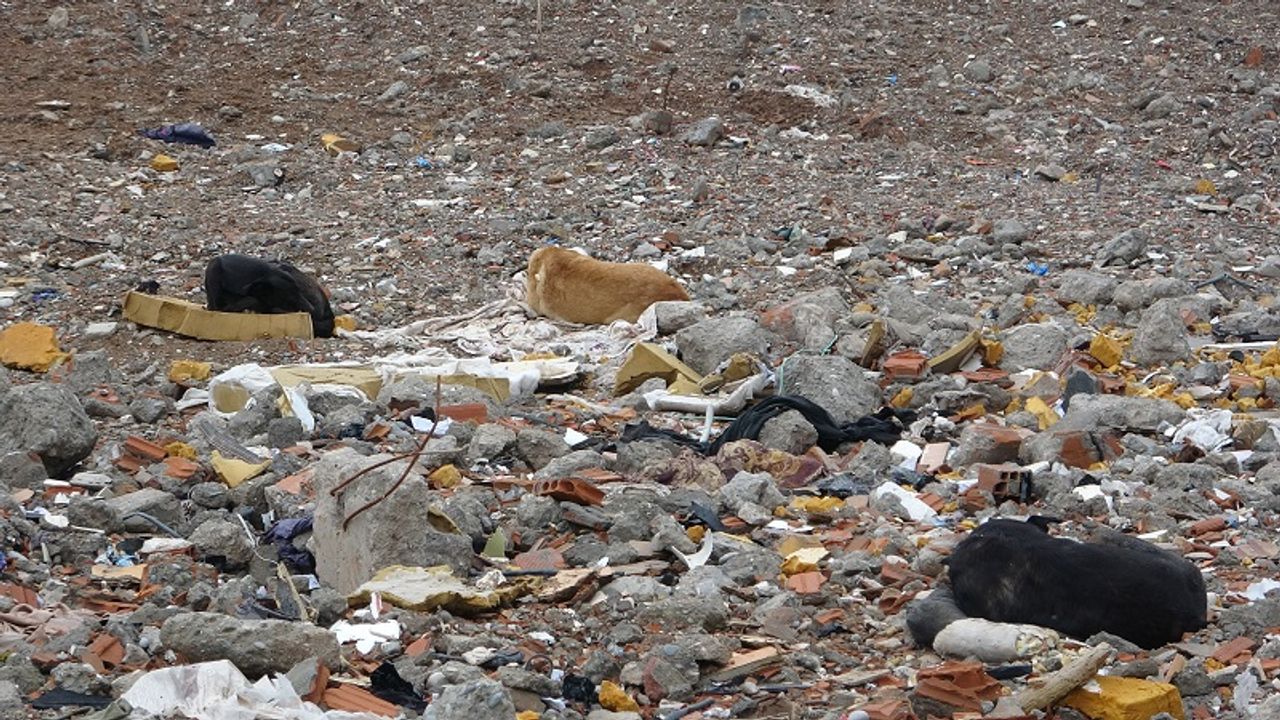89 kişiye mezar olan Galeria Sitesi alanı köpeklerin mekanı oldu