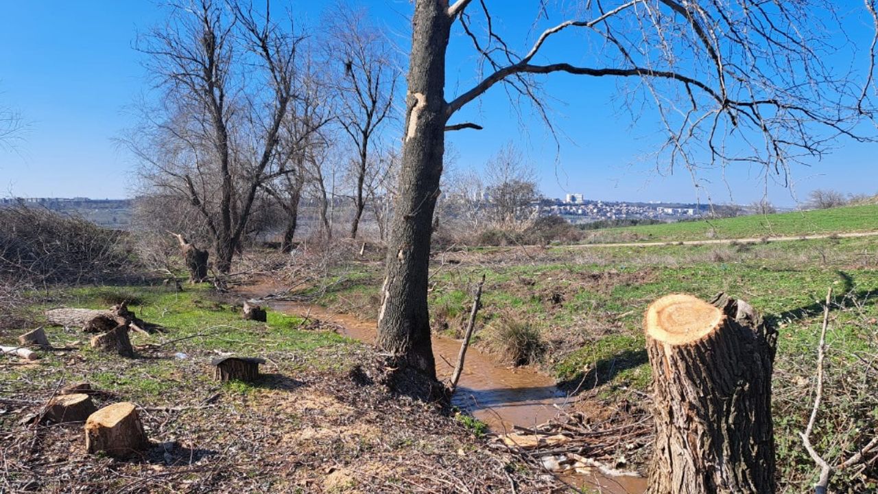 Görüntüler Diyarbakır’dan! Hevsel'de ağaçlar kesildi