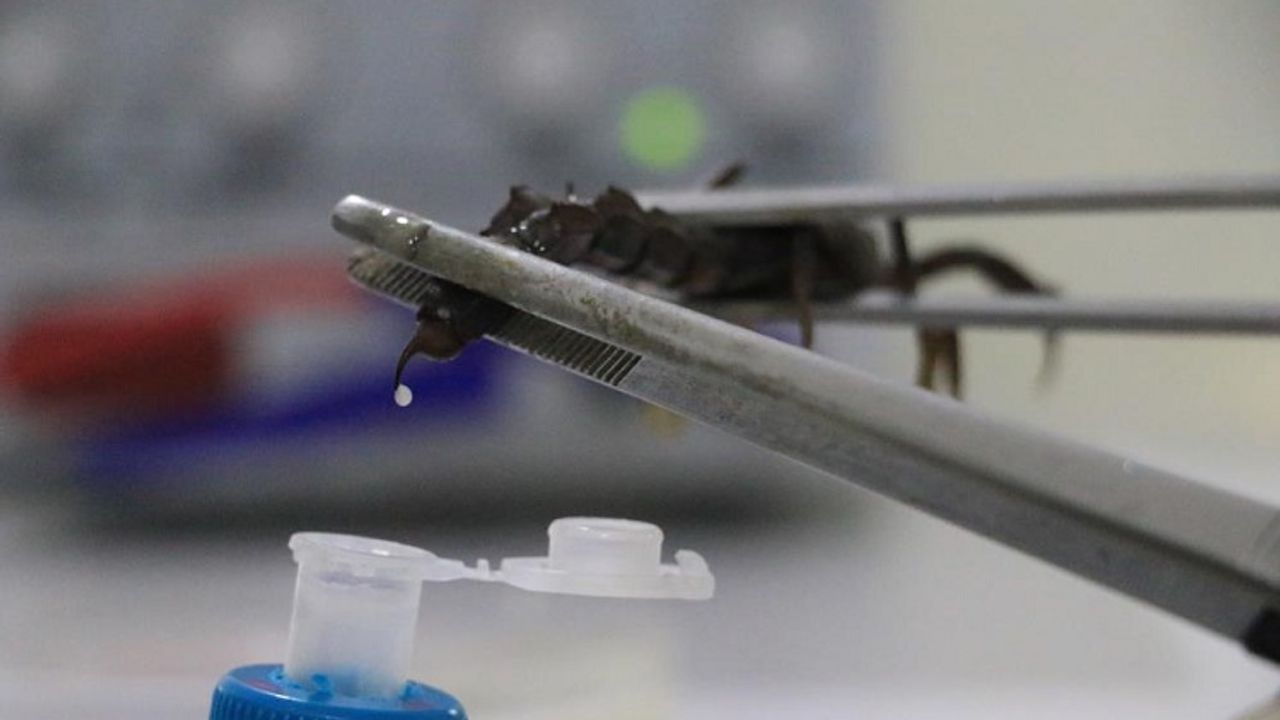 Diyarbakır’da kârlı ama tehlikeli yatırım: Gramı 500 bin TL!