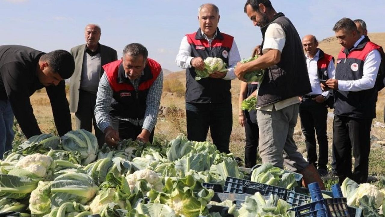 Elazığ’da karnabahar hasadı: 2 yıldır ekiyorlar