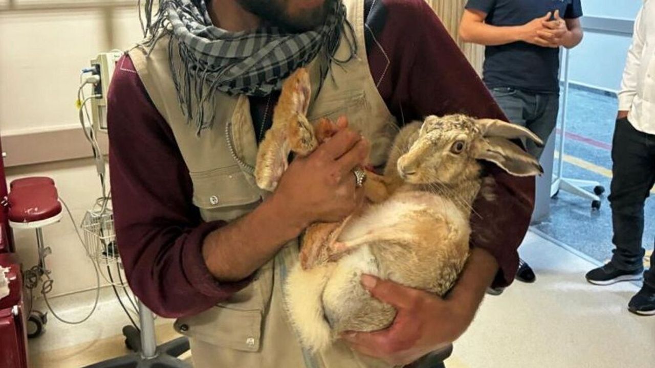 Diyarbakırlı çiftçilerden ilginç müdahale: Tavşanı hastaneye