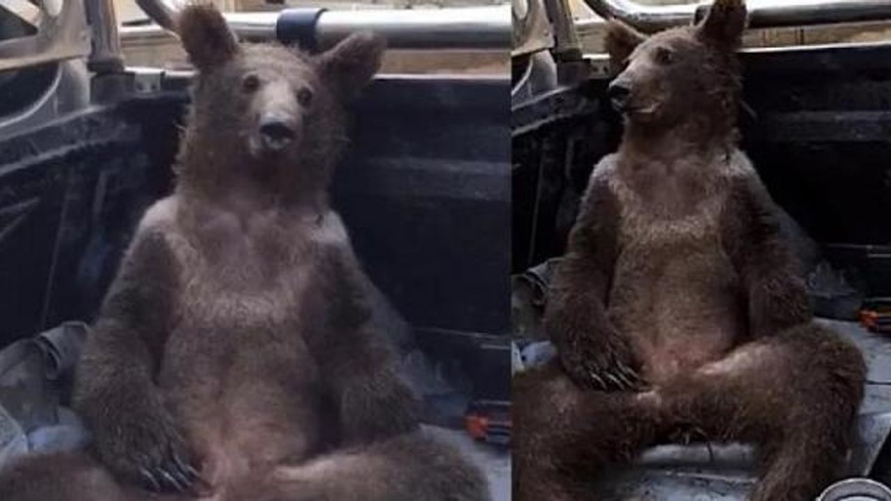 Balı fazla kaçıran ayı baygınlık geçirdi