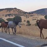 Diyarbakır’da yaban atları yola indi: İşte adresi!