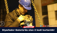 Diyarbakır Galeria’da olan 2 kedi kurtarıldı!