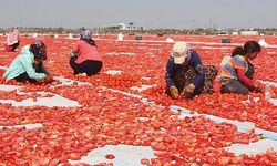 Diyarbakır’da domates mesaisi: Birçok ülkeye ihraç ediliyor
