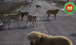 Diyarbakır Barosu’ndan “sokak köpekleri” açıklaması