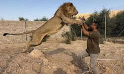 Diyarbakırlı Ahmet, aslan ile kedi gibi oynadı!