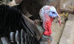 Diyarbakır’da hindi fiyatları ne kadar?
