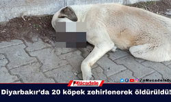 Diyarbakır’da 20 köpek zehirlenerek öldürüldü!