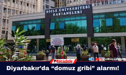 Diyarbakır’da “domuz gribi” alarmı!