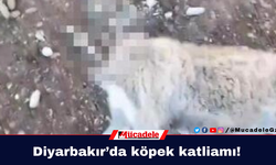 Diyarbakır’da köpek katliamı!