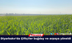 Diyarbakır’da kuraklık: Çiftçiler buğday ve arpaya yöneldi!