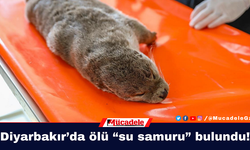 Diyarbakır’da ölü “su samuru” bulundu!