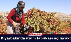 Diyarbakır’da üzüm fabrikası açılacak!