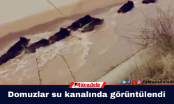 Domuzlar su kanalında görüntülendi