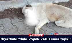 Diyarbakır'daki köpek katliamına tepki!