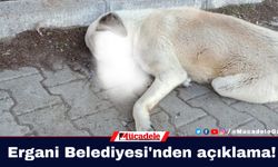 Ergani Belediyesi'nden köpek ölümlerine ilişkin açıklama!