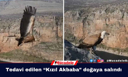 Tedavi edilen “Kızıl Akbaba” doğaya salındı