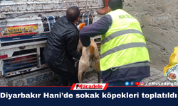 Diyarbakır Hani’de sokak köpekleri toplatıldı