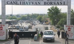 Diyarbakır'da 100 binden fazla hayvan aşılandı