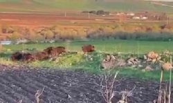 Diyarbakır’da domuz sürüsü kamerada!