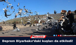 Deprem Diyarbakır’daki kuşları da etkiledi!