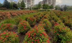 Diyarbakır’ın Gül Parkı’nda renk cümbüşü