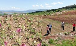 Diyarbakır’da salep yetiştiriciliği için dev bütçe