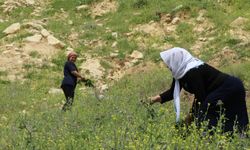 Şırnak'ta yılanyastığı bitkisi ihraç ediliyor