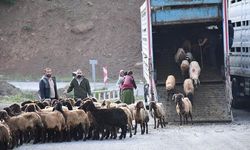 Yaylalarda göçer akını başladı