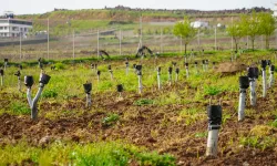 Diyarbakır'da bu yıl hedeflenen fıstık aşılanması 200 bin civarında