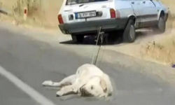 Köpeği aracın arkasına bağlayarak sürükledi