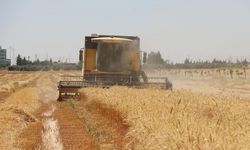 Şanlıurfa'da buğday hasadı başladı