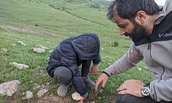 Ardahan’da yağışların ardından "mantar" bereketi