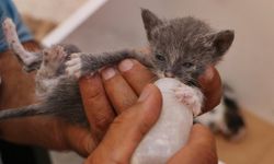 Diyarbakır sıcağında sokak hayvanları unutulmadı