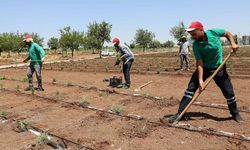 Diyarbakır’da bir ilk: Bitki Bahçesi kuruluyor