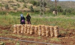 Mardin'de sıcak havalarda tarım işçilerinin zorlu mesaisi