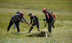 Şırnak’ta ot biçme mesaisi başladı