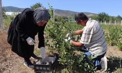 Amerika bitkisi Diyarbakır’da yetiştiriliyor: Kilosu 400 TL’den başlıyor