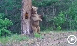 Boz ayıların ormanda dansı kamerada