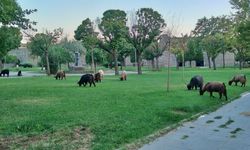 Diyarbakır'daki parklar meraya döndü