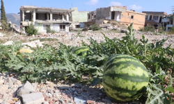 Hatay’da enkazda kendiliğinden kavun ve karpuz yetişti