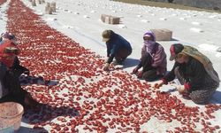 Kurutmalık domates gençlere iş olanağı sağlıyor