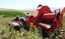 Malatya’da ayçiçeği hasadı başladı