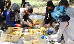 Malatya’da kayısı hasadı devam ediyor