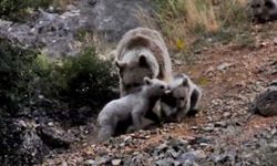 Tunceli’de anne bozayı, 3 yavrusu ile birlikte görüntülendi