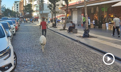 Yer: Diyarbakır! Başında simit, arkasında kuzusu!